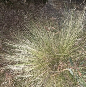 Nassella trichotoma at Hackett, ACT - 19 Nov 2023