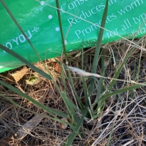 Nassella neesiana at Mount Majura - 17 Nov 2023