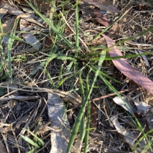 Nassella neesiana at Mount Majura - 17 Nov 2023 06:48 PM