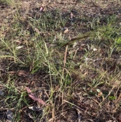 Nassella neesiana at Mount Majura - 17 Nov 2023