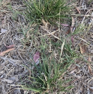 Nassella neesiana at Mount Majura - 17 Nov 2023