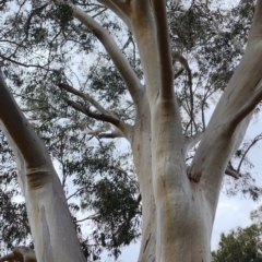 Eucalyptus racemosa at Forrest, ACT - 20 Nov 2023