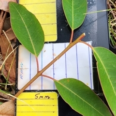 Eucalyptus botryoides at Deakin, ACT - 20 Nov 2023 09:46 AM