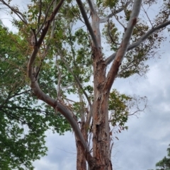 Eucalyptus botryoides at Deakin, ACT - 20 Nov 2023