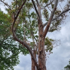 Eucalyptus botryoides at Deakin, ACT - 20 Nov 2023 09:46 AM