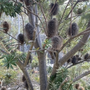 Banksia marginata at Namadgi National Park - 19 Nov 2023 03:54 PM