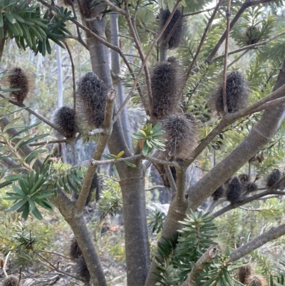 Banksia marginata (Silver Banksia) at Namadgi National Park - 19 Nov 2023 by JaneR