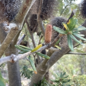 Banksia marginata at Namadgi National Park - 19 Nov 2023 03:54 PM