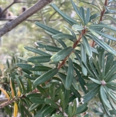 Banksia marginata at Namadgi National Park - 19 Nov 2023 03:54 PM