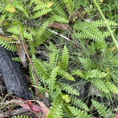 Blechnum penna-marina (Alpine Water Fern) at Namadgi National Park - 19 Nov 2023 by JaneR