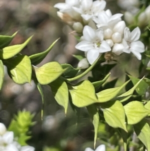 Epacris breviflora at Namadgi National Park - 19 Nov 2023