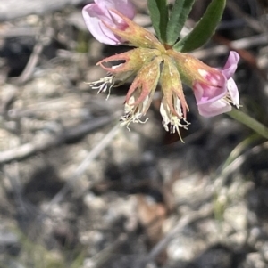 Lotus australis at Namadgi National Park - 19 Nov 2023 12:33 PM