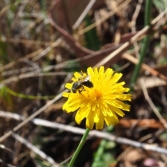 Lasioglossum (Chilalictus) lanarium (Halictid bee) at Griffith Woodland (GRW) - 19 Nov 2023 by JodieR