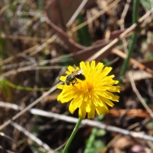 Lasioglossum (Chilalictus) lanarium at Griffith Woodland (GRW) - 19 Nov 2023 09:35 AM