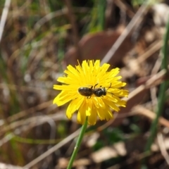 Lasioglossum (Chilalictus) lanarium at Griffith Woodland (GRW) - 19 Nov 2023 09:35 AM