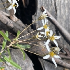 Olearia erubescens (Silky Daisybush) at Namadgi National Park - 19 Nov 2023 by JaneR