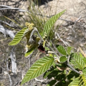 Pomaderris aspera at Namadgi National Park - 19 Nov 2023