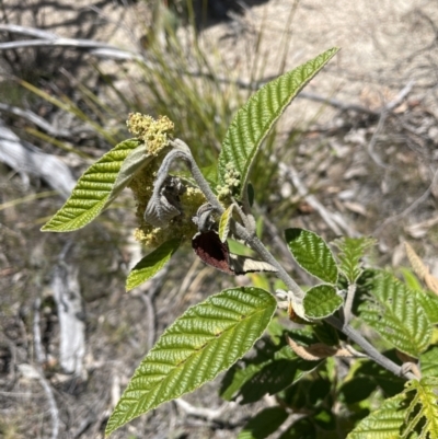 Pomaderris aspera (Hazel Pomaderris) at Namadgi National Park - 19 Nov 2023 by JaneR