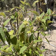 Pomaderris aspera at Namadgi National Park - 19 Nov 2023