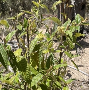 Pomaderris aspera at Namadgi National Park - 19 Nov 2023