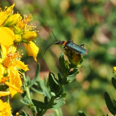 Chauliognathus lugubris (Plague Soldier Beetle) at Griffith Woodland (GRW) - 19 Nov 2023 by JodieR