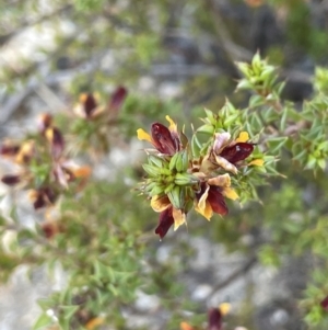 Pultenaea procumbens at Namadgi National Park - 19 Nov 2023