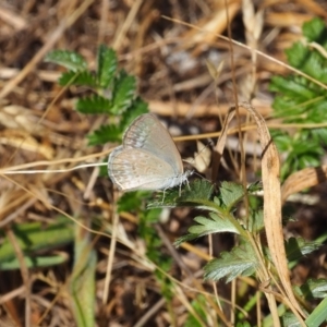 Zizina otis at Griffith Woodland (GRW) - 19 Nov 2023