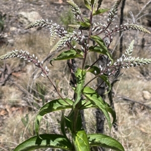 Veronica derwentiana subsp. derwentiana at Namadgi National Park - 19 Nov 2023