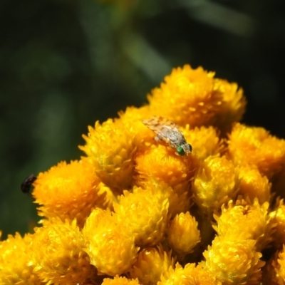 Austrotephritis poenia (Australian Fruit Fly) at Griffith Woodland (GRW) - 19 Nov 2023 by JodieR