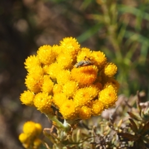 Austrotephritis poenia at Griffith Woodland (GRW) - 19 Nov 2023