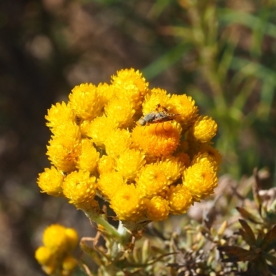 Austrotephritis poenia (Australian Fruit Fly) at Griffith Woodland - 18 Nov 2023 by JodieR