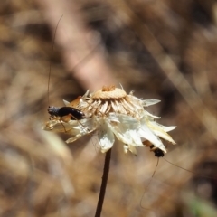 Trigonidium sp. (genus) (A Sword-tail Cricket) at Griffith Woodland - 18 Nov 2023 by JodieR