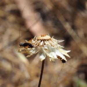 Trigonidium sp. (genus) at Griffith Woodland (GRW) - 19 Nov 2023 09:45 AM