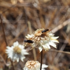 Trigonidium sp. (genus) at Undefined Area - 19 Nov 2023 09:45 AM