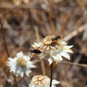 Trigonidium sp. (genus) at Griffith Woodland (GRW) - 19 Nov 2023 09:45 AM