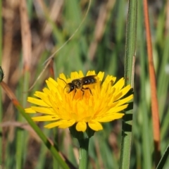 Lasioglossum (Chilalictus) lanarium (Halictid bee) at Griffith Woodland (GRW) - 18 Nov 2023 by JodieR