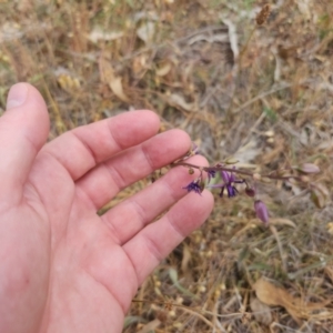 Arthropodium fimbriatum at Gungaderra Grasslands - 20 Nov 2023 10:59 AM