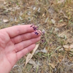 Arthropodium fimbriatum at Gungaderra Grasslands - 20 Nov 2023 10:59 AM