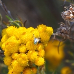 Trupanea (genus) (Fruit fly or seed fly) at Griffith Woodland (GRW) - 19 Nov 2023 by JodieR