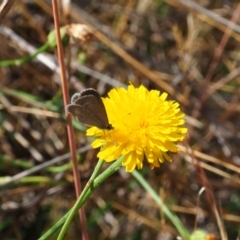 Zizina otis (Common Grass-Blue) at Griffith Woodland (GRW) - 19 Nov 2023 by JodieR