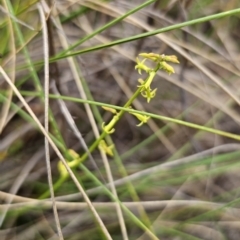 Stackhousia viminea (Slender Stackhousia) at QPRC LGA - 19 Nov 2023 by Csteele4