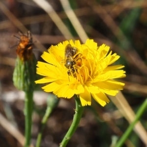 Lasioglossum (Chilalictus) sp. (genus & subgenus) at Griffith Woodland (GRW) - 19 Nov 2023 09:53 AM