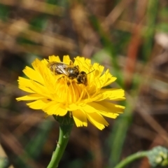 Lasioglossum (Chilalictus) sp. (genus & subgenus) at Griffith Woodland (GRW) - 19 Nov 2023 09:53 AM