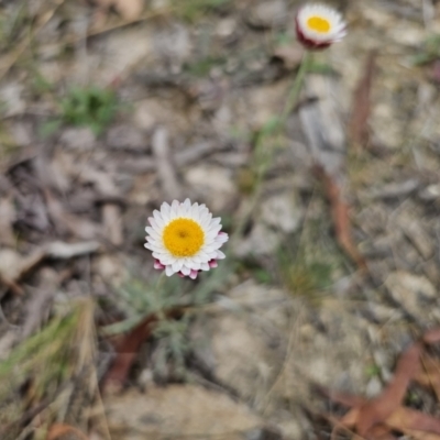 Leucochrysum albicans subsp. tricolor (Hoary Sunray) at QPRC LGA - 20 Nov 2023 by Csteele4