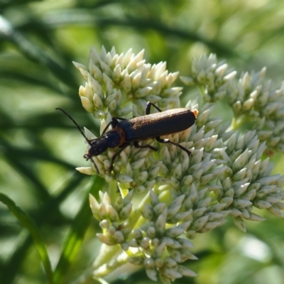 Chauliognathus lugubris (Plague Soldier Beetle) at Griffith Woodland (GRW) - 19 Nov 2023 by JodieR