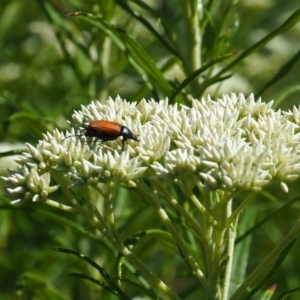 Phyllotocus sp. (genus) at Griffith Woodland (GRW) - 19 Nov 2023