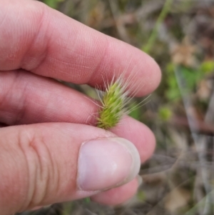 Cynosurus echinatus at QPRC LGA - 20 Nov 2023