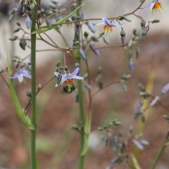 Lasioglossum (Chilalictus) sp. (genus & subgenus) (Halictid bee) at Lyons, ACT - 19 Nov 2023 by ran452