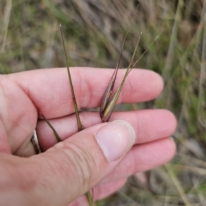 Themeda triandra at QPRC LGA - 20 Nov 2023