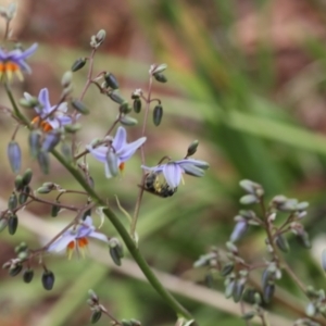 Lasioglossum (Chilalictus) sp. (genus & subgenus) at Lyons, ACT - 19 Nov 2023